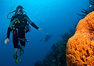 dive travel companies