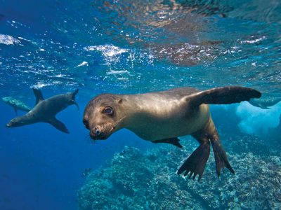 Seal on Galapagos Islands dive site