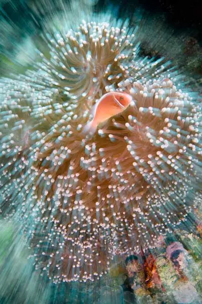 Photo Courtesy of SportDiver.com