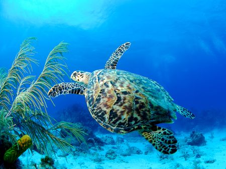 Cayman Brac Island - Underwater Sea Turtle