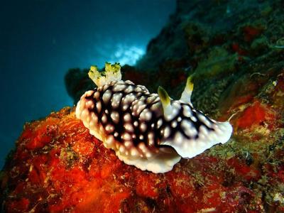 Tioman Islands, Malaysia Nudibranch