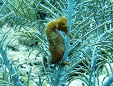 Maldives seahorse