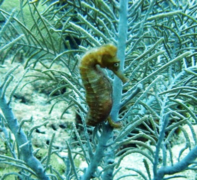 Maldives seahorse