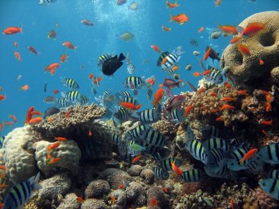 Honduras dive site