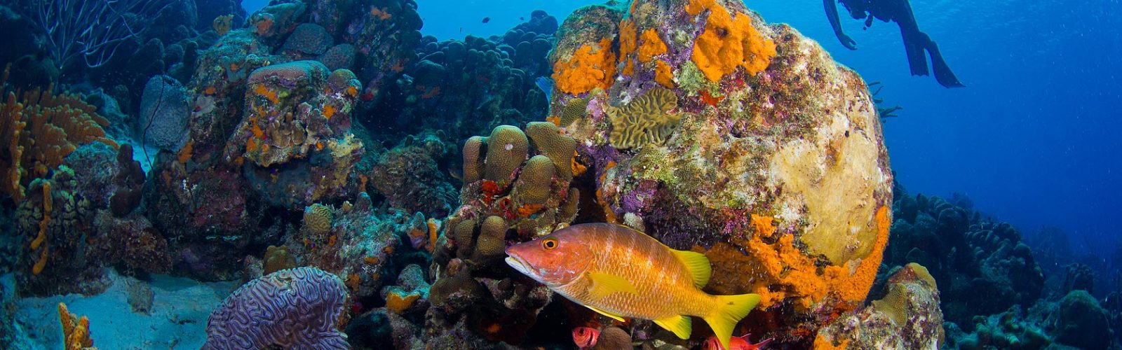 Bonaire | Maduro Dive | Exclusive Scuba Diving Packages