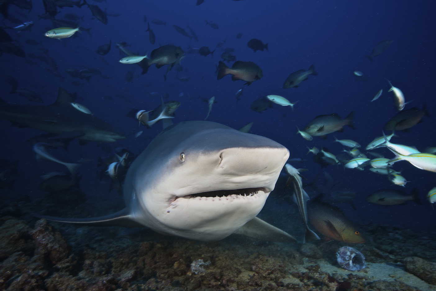Beqa Lagoon Resort - Viti Levu, Fiji shark scuba diving