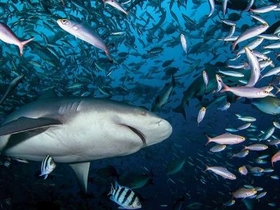 Fiji shark scuba diving