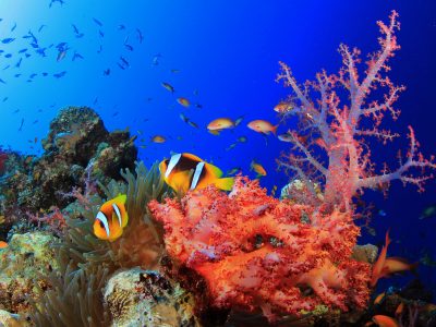 Colorful Indonesia dive sites