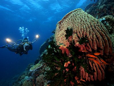 underwater scuba diving from Atlantis Resort in Puerto Galera, Philippines
