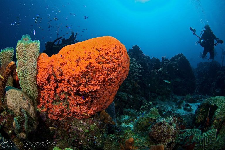 Curacao dive site