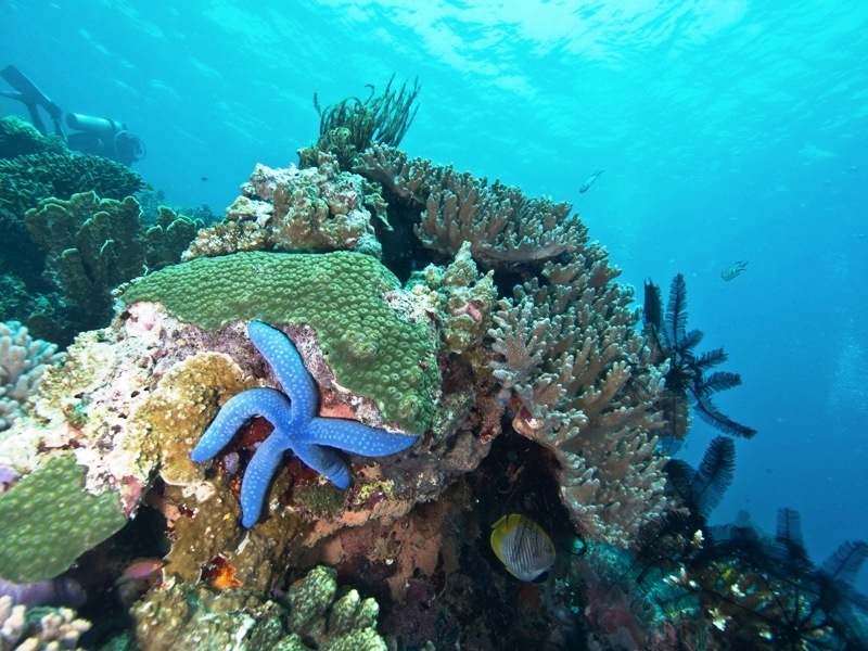Magic Island Resort -Cebu, Philippines scuba diving
