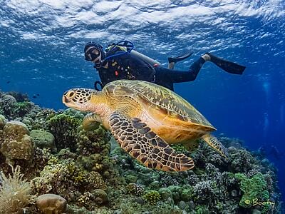 Murex Dive Resort Manado - Manado, Indonesia scuba diving sea turtle