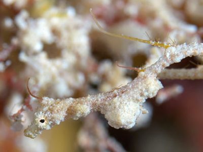 pipefish in Indonesia