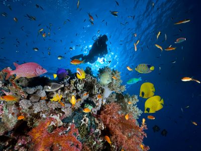 Cayman Islands lush dive site reefs
