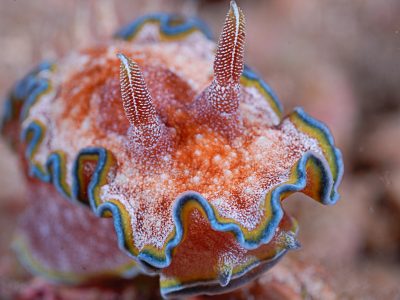 Nudibranch on Philippines dive site