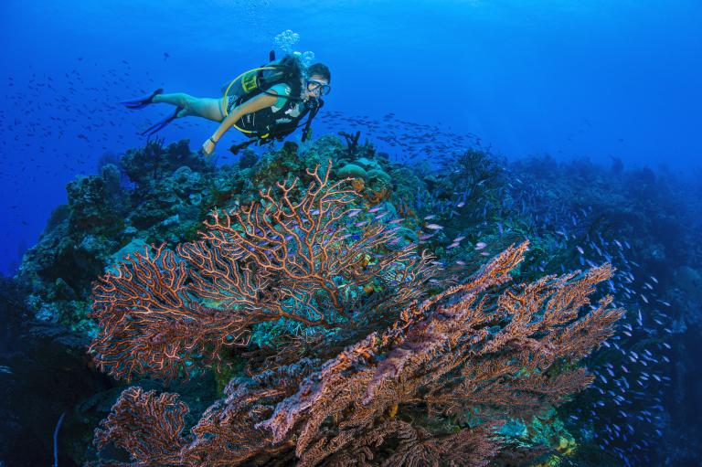 Cayman Islands wall diving