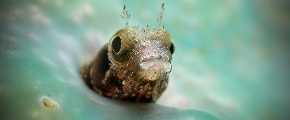 Caribbean Explorer II Liveaboard - Saba, St. Kitts underwater blenny