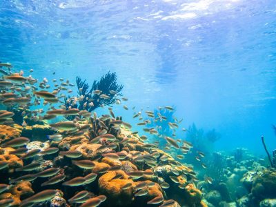 A Belize reef dive site