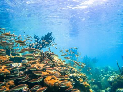 A Belize reef dive site