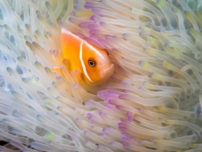 scuba diving Palau