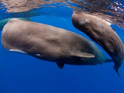 Dominica sperm whales near dive sites