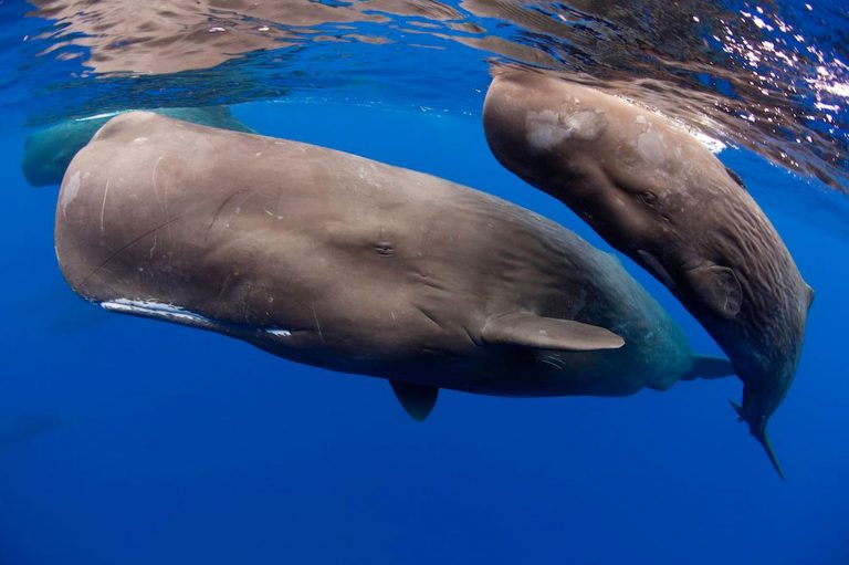 sperm whales in Dominica