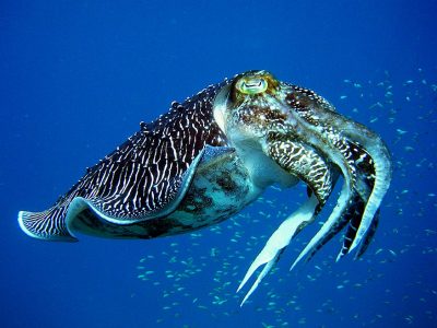 Cuttle fish common to many scuba diving destinations