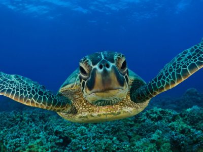 Turtle on Bonaire dive sites