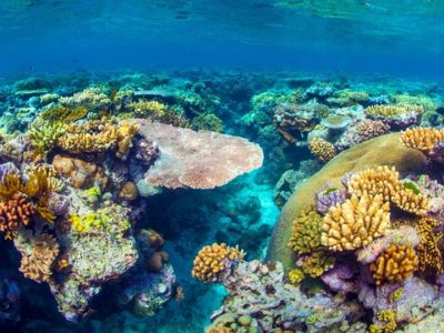 Australia Great Barrier Reef dive site
