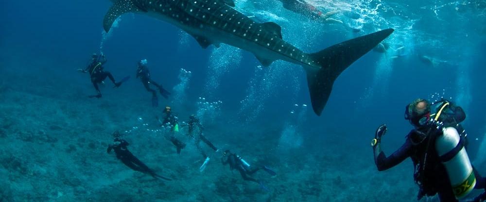 Emperor Explorer Liveaboard - Maldives underwater scuba divers with whale shark
