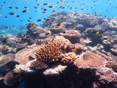 Australia Great Barrier Reef coral