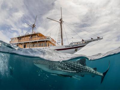 Komodo Aggressor Liveaboard - Komodo, Indonesia boat and whale shark