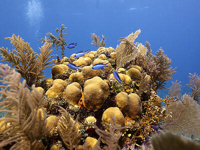 Belize coral reef underwater