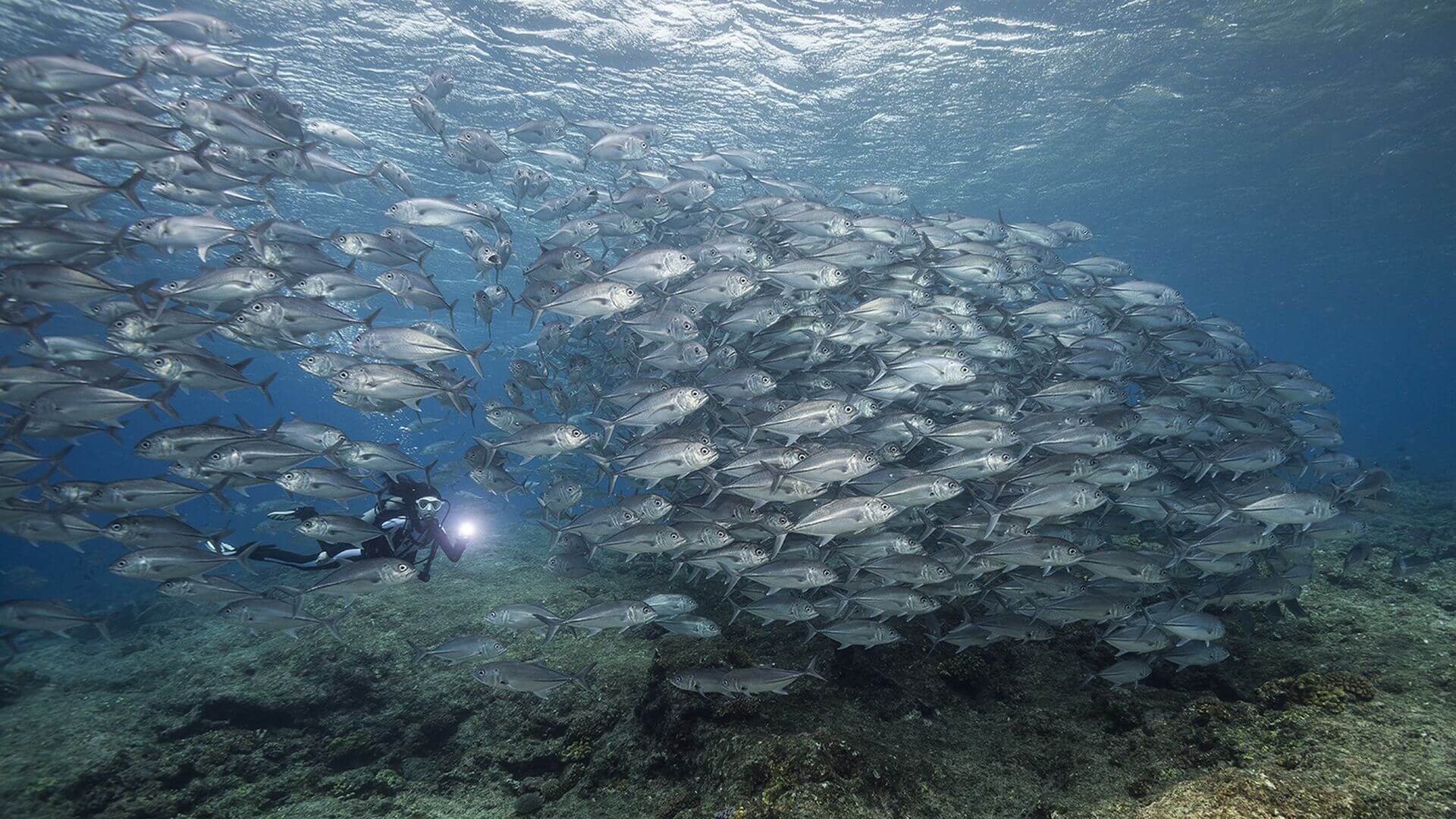 Ben's Point, Mary Island, Solomon Islands